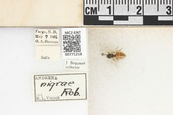 Media type: image;   Entomology 771218 Aspect: Labels